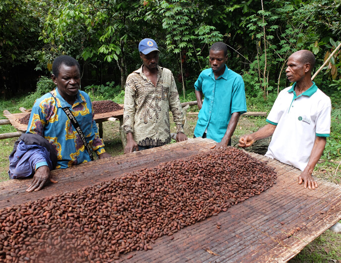 SÃ©chage fÃ¨ve cacao coopÃ©rative Atsemawoe au Togo 